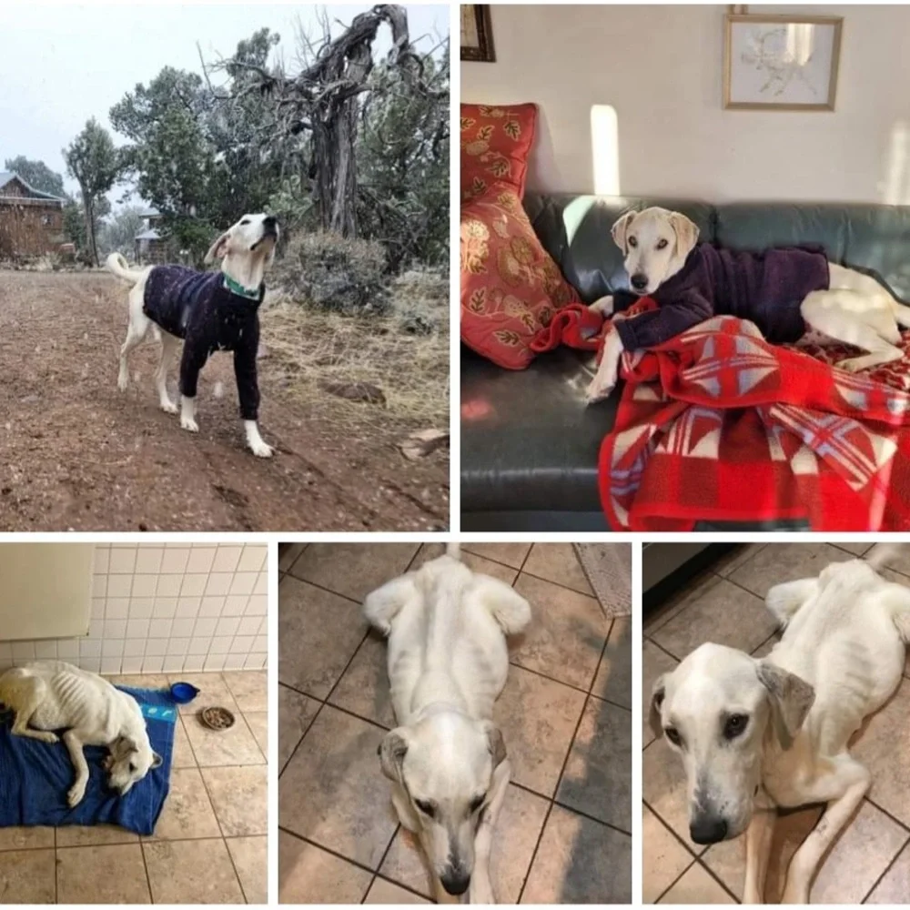 Us🤠🐶🔨 - Picture 11 of 16